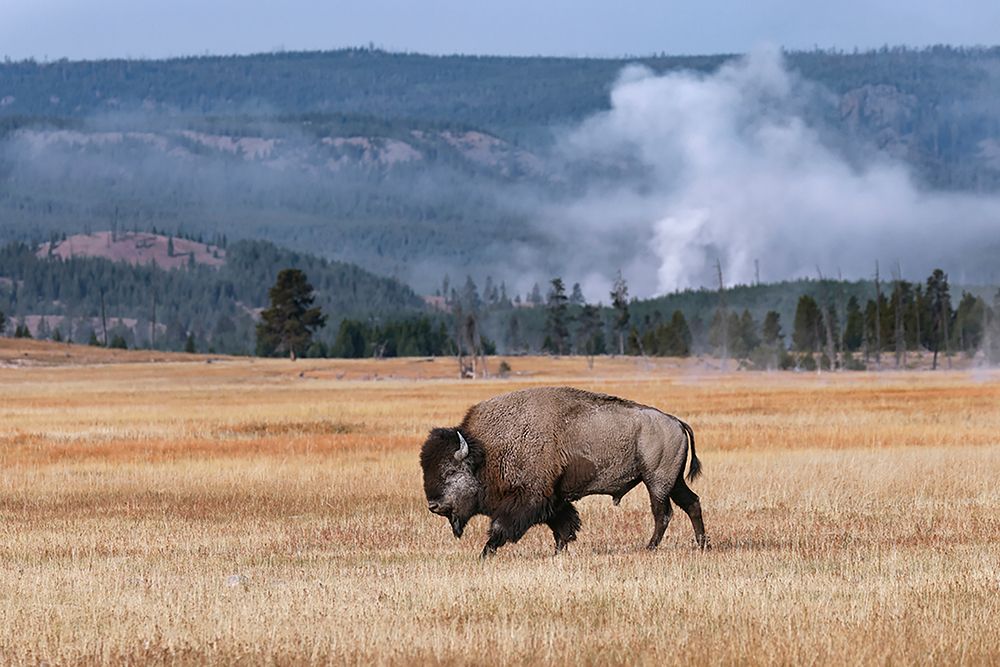 American Bison Yellowstone National Park-Wyoming art print by Adam Jones for $57.95 CAD